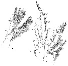 Espce Aetideus giesbrechti - Planche 19 de figures morphologiques