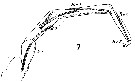 Espce Aetideus giesbrechti - Planche 22 de figures morphologiques