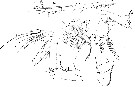 Espce Chiridius poppei - Planche 10 de figures morphologiques
