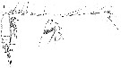 Espce Gaetanus miles - Planche 10 de figures morphologiques