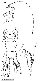Espce Aetideus armatus - Planche 12 de figures morphologiques