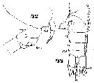 Espce Stephos gyrans - Planche 1 de figures morphologiques