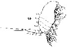 Espce Stephos gyrans - Planche 2 de figures morphologiques