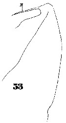 Espce Heterorhabdus papilliger - Planche 14 de figures morphologiques