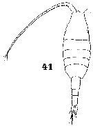 Espce Paraheterorhabdus (Paraheterorhabdus) vipera - Planche 8 de figures morphologiques