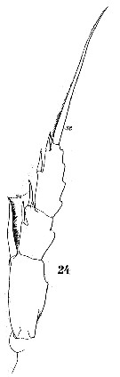 Espce Heterorhabdus heterolobus - Planche 6 de figures morphologiques