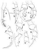 Species Heterorhabdus insukae - Plate 2 of morphological figures