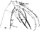Species Heterorhabdus spinifrons - Plate 22 of morphological figures