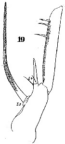 Espce Heterorhabdus spinifrons - Planche 23 de figures morphologiques