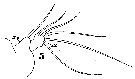 Espce Paraheterorhabdus (Paraheterorhabdus) vipera - Planche 9 de figures morphologiques