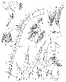 Species Stephos kurilensis - Plate 2 of morphological figures