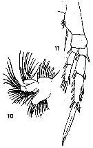 Espce Stephos tropicus - Planche 1 de figures morphologiques
