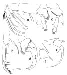 Espce Heterorhabdus caribbeanensis - Planche 2 de figures morphologiques