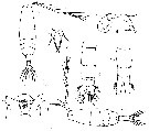 Espce Acartia (Acanthacartia) sinjiensis - Planche 10 de figures morphologiques
