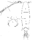 Espce Paracartia africana - Planche 6 de figures morphologiques