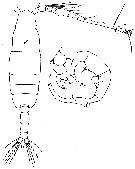 Espce Paracartia africana - Planche 7 de figures morphologiques
