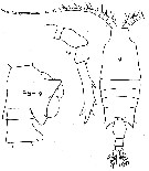 Espce Candacia cheirura - Planche 11 de figures morphologiques