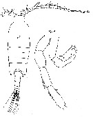 Espce Candacia cheirura - Planche 12 de figures morphologiques