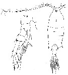 Espce Centropages brachiatus - Planche 7 de figures morphologiques