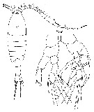 Espce Centropages brachiatus - Planche 8 de figures morphologiques