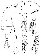 Espce Parvocalanus scotti - Planche 3 de figures morphologiques