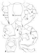 Espce Heterorhabdus ankylocolus - Planche 1 de figures morphologiques