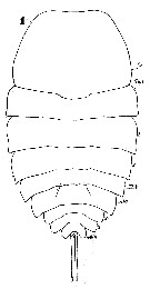 Espce Copilia quadrata - Planche 9 de figures morphologiques