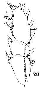 Espce Copilia quadrata - Planche 11 de figures morphologiques