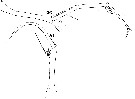 Espce Copilia quadrata - Planche 12 de figures morphologiques