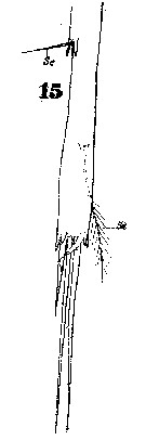 Espce Copilia quadrata - Planche 19 de figures morphologiques