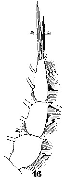 Espce Copilia quadrata - Planche 8 de figures morphologiques