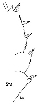 Espce Copilia quadrata - Planche 7 de figures morphologiques