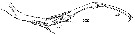 Espce Copilia quadrata - Planche 5 de figures morphologiques