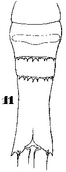Espce Copilia quadrata - Planche 18 de figures morphologiques