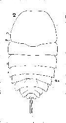 Espce Copilia mediterranea - Planche 3 de figures morphologiques