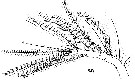 Espce Copilia quadrata - Planche 14 de figures morphologiques