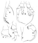 Espce Heterorhabdus quadrilobus - Planche 2 de figures morphologiques