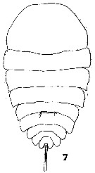 Espce Copilia mirabilis - Planche 9 de figures morphologiques