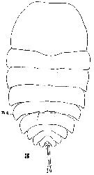 Espce Copilia lata - Planche 2 de figures morphologiques