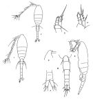 Espce Oithona similis-Group - Planche 1 de figures morphologiques