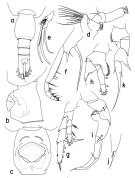 Espce Heterorhabdus subspinifrons - Planche 1 de figures morphologiques