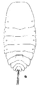 Espce Copilia quadrata - Planche 20 de figures morphologiques