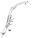 Espce Copilia lata - Planche 4 de figures morphologiques