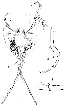 Espce Copilia quadrata - Planche 22 de figures morphologiques