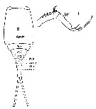 Espce Copilia mirabilis - Planche 12 de figures morphologiques