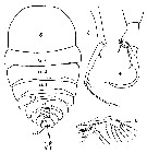 Espce Copilia mirabilis - Planche 13 de figures morphologiques