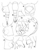Espce Heterorhabdus heterolobus - Planche 1 de figures morphologiques