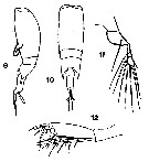 Espce Farranula concinna - Planche 4 de figures morphologiques
