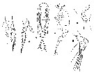 Espce Corycaeus (Ditrichocorycaeus) affinis - Planche 6 de figures morphologiques