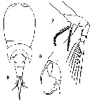 Espce Corycaeus (Ditrichocorycaeus) asiaticus - Planche 12 de figures morphologiques